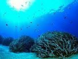 Portugueses e Espanhóis descobrem ser vivo antigo