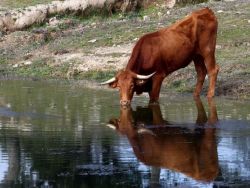 Responsáveis Ibéricos da agricultura unidos em Bruxelas.