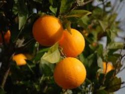 Abandono do sector primário.