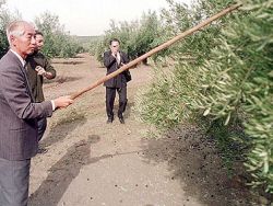 China começa a produzir azeite.