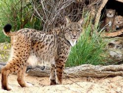 Extraem embriões de duas fêmeas lince para garantir o futuro.