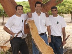 Portugueses tiram cortiça em sobreiros na Austrália.