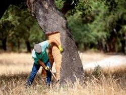 Portugal e Espanha - Os maiores.